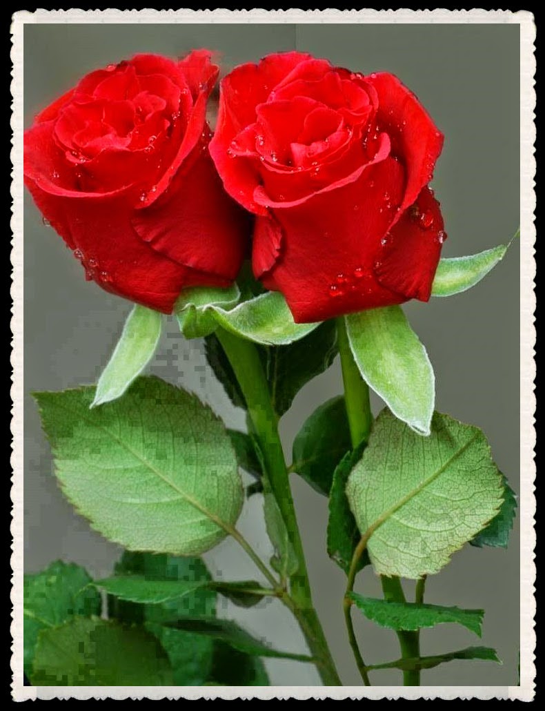 Hermosas rosas para ti.